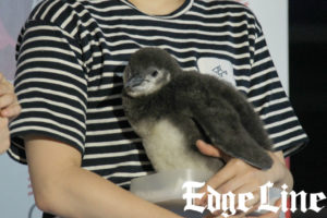 川栄李奈すみだ水族館のペンギン赤ちゃんに「あんこ」と命名！新CMでは彼氏とデートで豹変も7