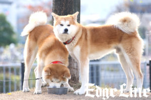 話題の秋田犬ゴンとトラがららぽーと豊洲に！“りーめろ先輩”莉音からなでなでに顔を舐め返すほのぼの光景も4