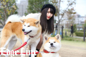 話題の秋田犬ゴンとトラがららぽーと豊洲に！“りーめろ先輩”莉音からなでなでに顔を舐め返すほのぼの光景も10