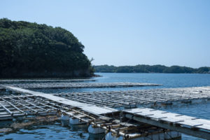 桜田通MIKIMOTO聖地の真珠養殖場に！英虞湾望む姿も4