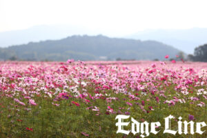 大和三山望める藤原宮跡や薔薇咲くおふさ観音！飛鳥地方伝統の飛鳥鍋も3