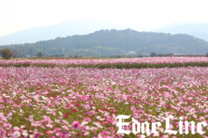 大和三山望める藤原宮跡や薔薇咲くおふさ観音！飛鳥地方伝統の飛鳥鍋も5