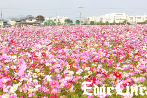 大和三山望める藤原宮跡や薔薇咲くおふさ観音！飛鳥地方伝統の飛鳥鍋も6