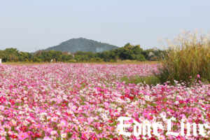 大和三山望める藤原宮跡や薔薇咲くおふさ観音！飛鳥地方伝統の飛鳥鍋も8