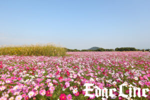 大和三山望める藤原宮跡や薔薇咲くおふさ観音！飛鳥地方伝統の飛鳥鍋も9