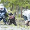栃木県塩谷町で親子米作り体験！未来につながる環境教室へ参加しませんか？