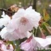 桜を通じて福島・東北等を応援する「さくらプロジェクト」福島で育てた桜「はるか」を徳島県阿南市へ寄贈