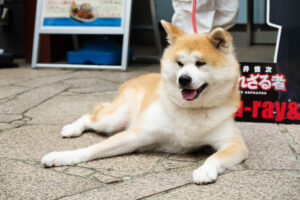 踊る大捜査線“室井慎次”BD&DVD発売記念あきた美彩館コラボイベ！秋田犬・千尋ちゃん来場15