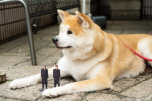 踊る大捜査線“室井慎次”BD&DVD発売記念あきた美彩館コラボイベ！秋田犬・千尋ちゃん来場19