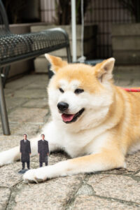 踊る大捜査線“室井慎次”BD&DVD発売記念あきた美彩館コラボイベ！秋田犬・千尋ちゃん来場20