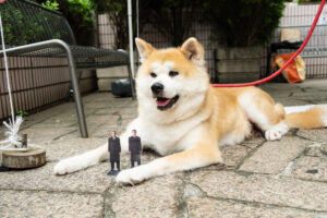 踊る大捜査線“室井慎次”BD&DVD発売記念あきた美彩館コラボイベ！秋田犬・千尋ちゃん来場21