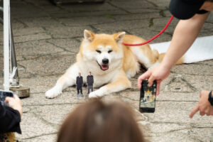 踊る大捜査線“室井慎次”BD&DVD発売記念あきた美彩館コラボイベ！秋田犬・千尋ちゃん来場22