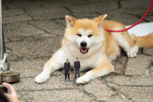 踊る大捜査線“室井慎次”BD&DVD発売記念あきた美彩館コラボイベ！秋田犬・千尋ちゃん来場23