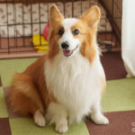 中村悠一「おっさんのパンツがなんだっていいじゃないか!SP」愛犬カルロス役で出演