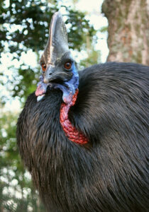 『火喰鳥を、喰う』宣伝隊鳥に久留米市鳥類センターのヒクイドリ就任！命名＆SNSキャンペーンも3