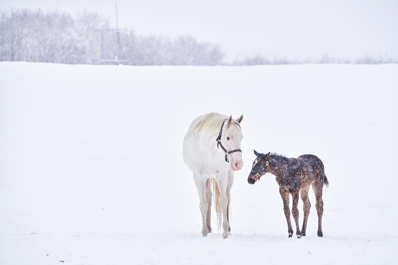 「ソダシ親子写真集 Heritage of White」発売へ!イクイノックスとの子どもとのショット満載1