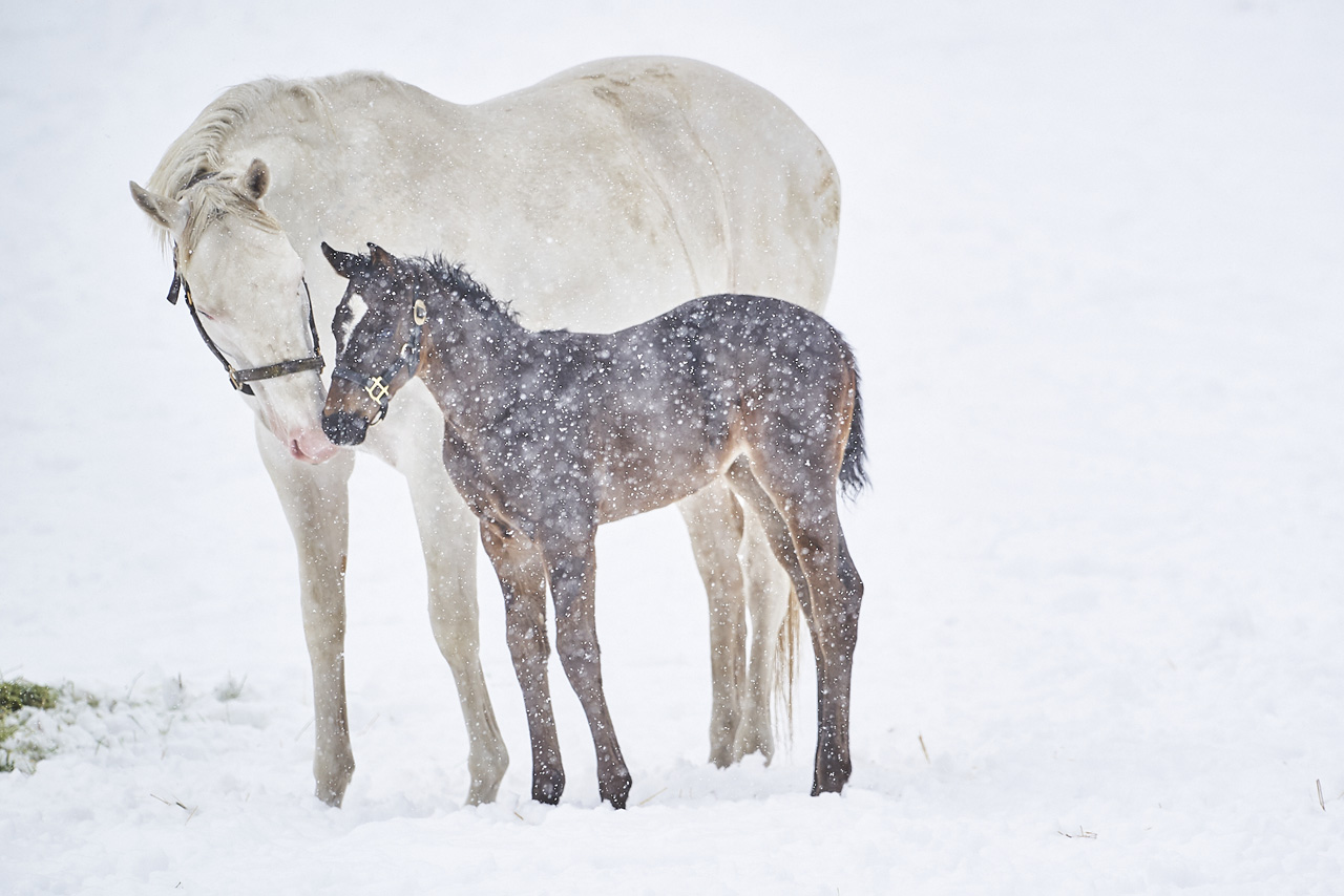 「ソダシ親子写真集 Heritage of White」発売へ!イクイノックスとの子どもとのショット満載2