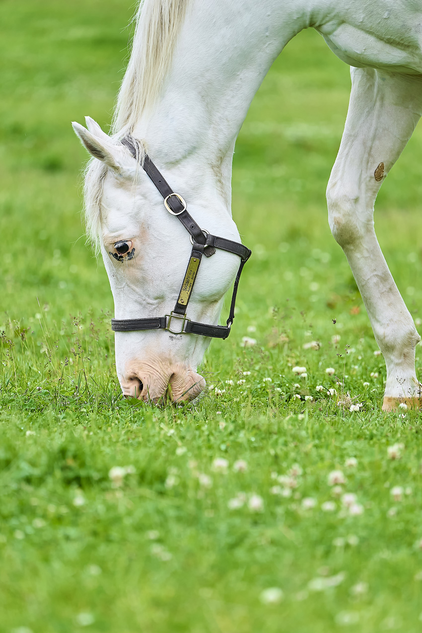 「ソダシ親子写真集 Heritage of White」発売へ!イクイノックスとの子どもとのショット満載3