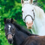 「ソダシ親子写真集 Heritage of White」発売へ！イクイノックスとの子どもとのショット満載